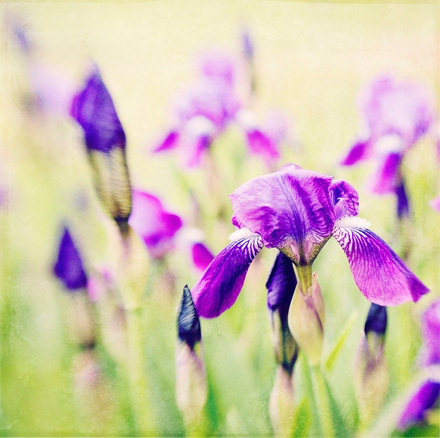 Fine Art Photography Purple Iris  Blooms 8x8 Print Modern Wall Decor Home Decor