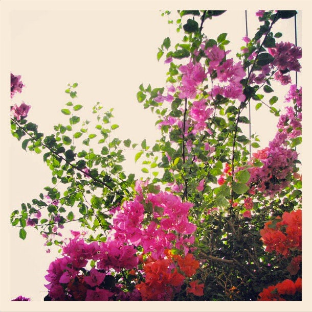THAILAND - 4 x 4 print of Lush Tropical Flowers