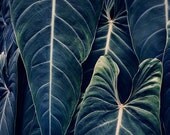 Something Blue - Botanical Print in Dark Teal, Nature Color Photography, Plant Leaves, Spring Garden, Mother's Day, Home Decor