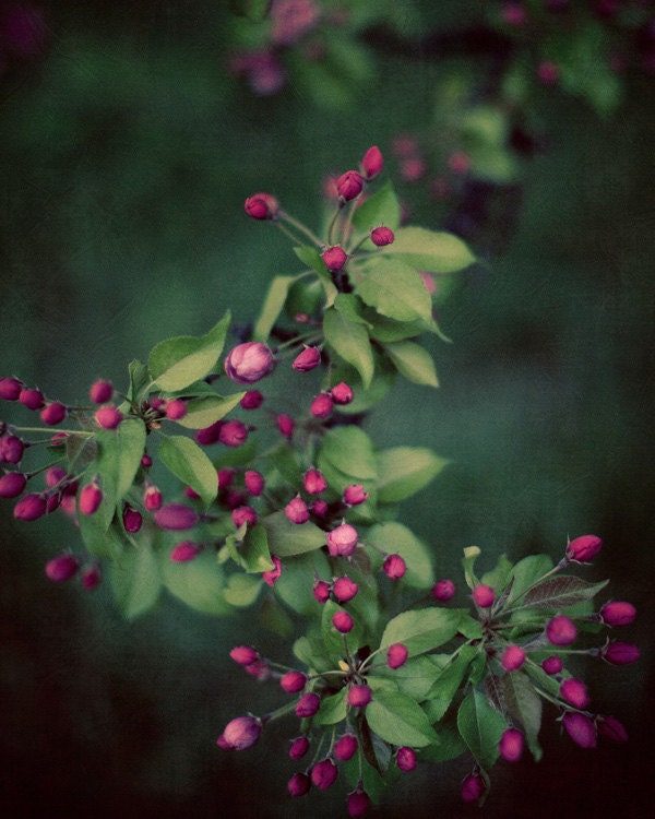 Dark Secrets - Dreamy Botanical Print, Flower Photography, Pink Cherry Blossoms, Spring Garden, Dark Emerald Green, Orchard, Nature