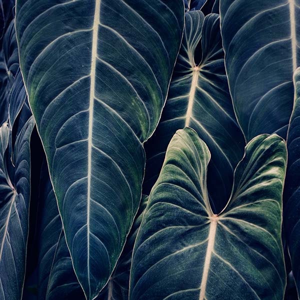 Something Blue - Botanical Print in Dark Teal, Nature Color Photography, Plant Leaves, Spring Garden, Mother's Day, Home Decor