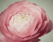 Flower Photography, Pink Ranunculus Flower Photo, Floral Wall Decor, Dusty Pink Flower Art, Nature Photography, Still Life Photography
