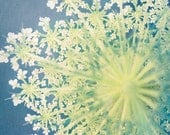 Nature Photography Print, Queen Ann's Lace, Dusk Blue, Chartreuse Green, Nature Art, Wall Art, Home Decor, Flower Photograph, Fine Art Print