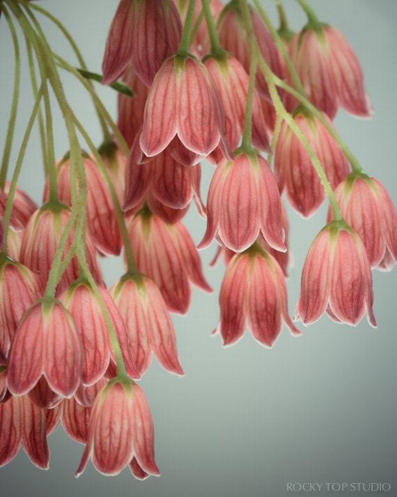 Flower Photography, Enkianthus Campanulatus, Nature Photography, Floral Decor, Feminine Dusty Pink Wall Art, Slate Gray, Romantic Wall Decor