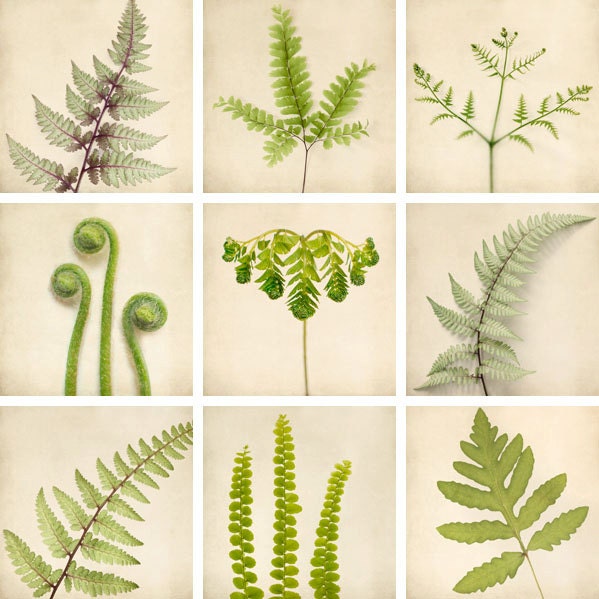 5x5 Fern Photo Print Set, Nature Photos, Botanical Art, Nature Decor, Woodland Photos, Fine Art Photography Prints, Fern Art Prints
