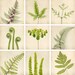 5x5 Fern Photo Print Set, Nature Photos, Botanical Art, Nature Decor, Woodland Photos, Fine Art Photography Prints, Fern Art Prints