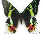 Sunset Moth, Urania riphaeus, spread for your project
