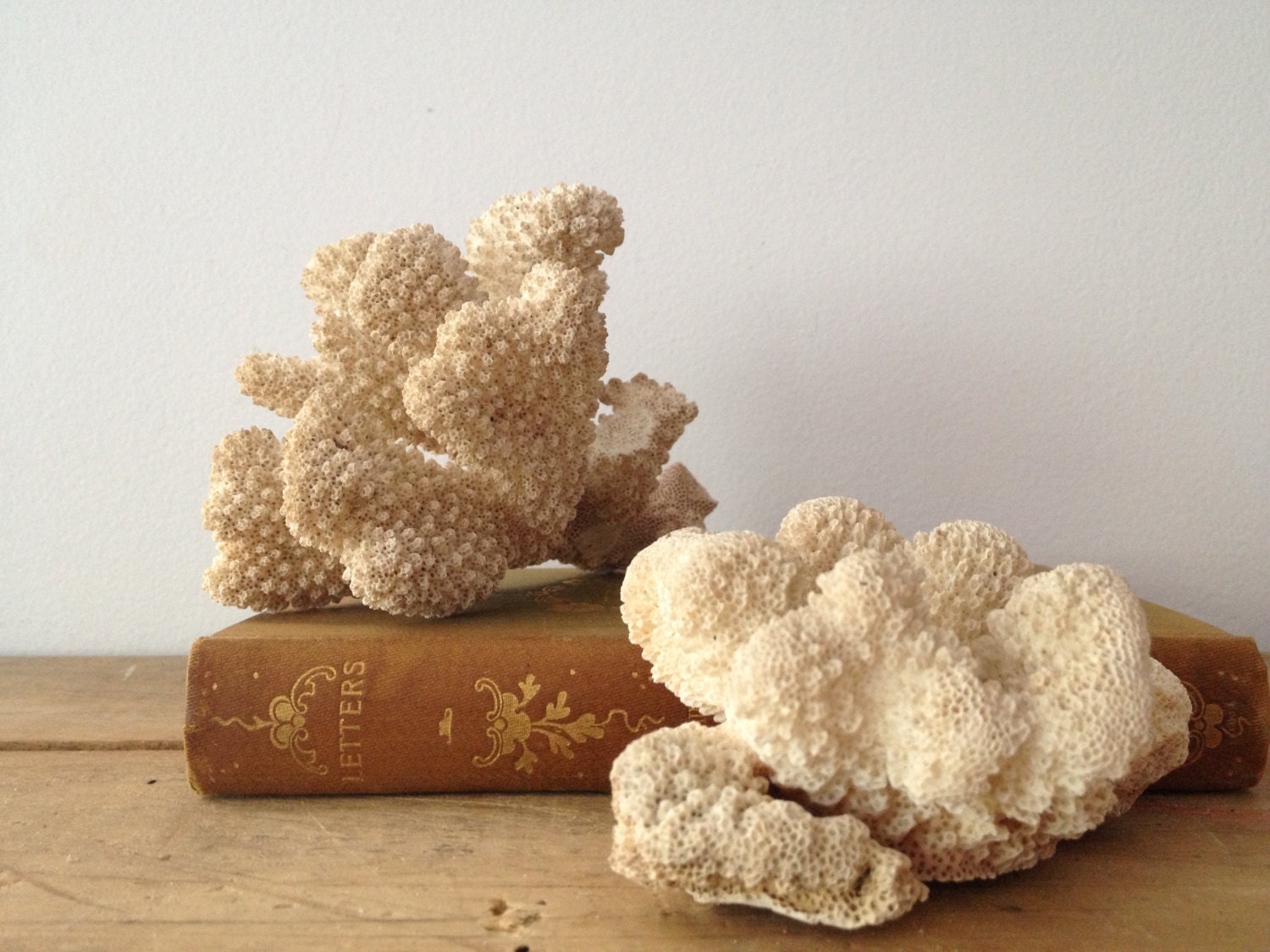 Coral Decor - Beach Chic - Coral Chunks - Fragments - Specimen