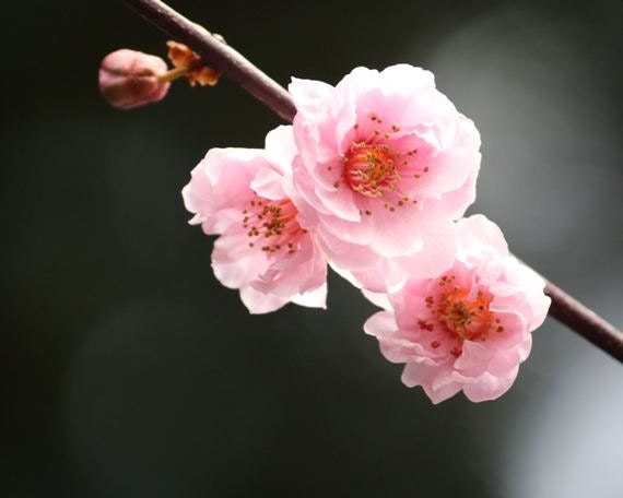 Trio - 8x10 Flower Photo - Photography - Three Pink Cherry Blossoms