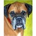 Boxer Art Print of Original Painting, 11x14, Dog Art, Greying Face