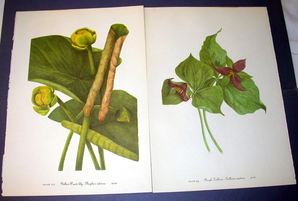 Set of 4 Vintage 1953 Color Print Wild Flowers of America Western Twisted Stalk and Purple Trillium