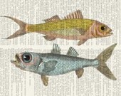 two fish-18oo's ruby snapper and bulls eye fish artwork - printed on page from vintage dictionary