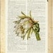 vintage cactus flower I printed on vintage page