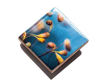 Magnet Set - Original Photography Floral