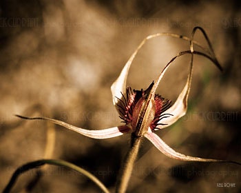 Nature photograph Australian orchid flower 8x10 print home decor dark bokeh fine art PRINTED TO ORDER