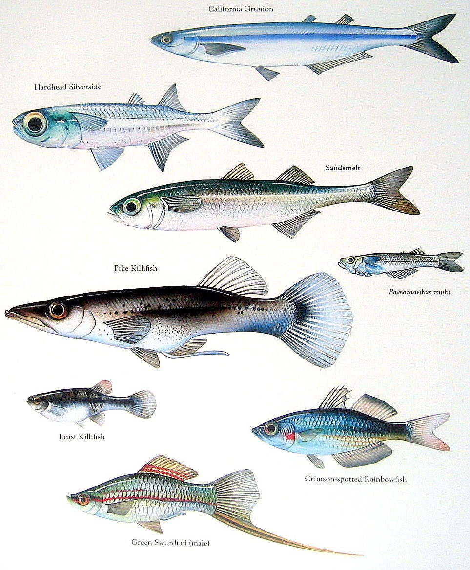 California Grunion, Pike Killfish, Rainbowfish, etc. Vintage 1984 Fish Book Plate