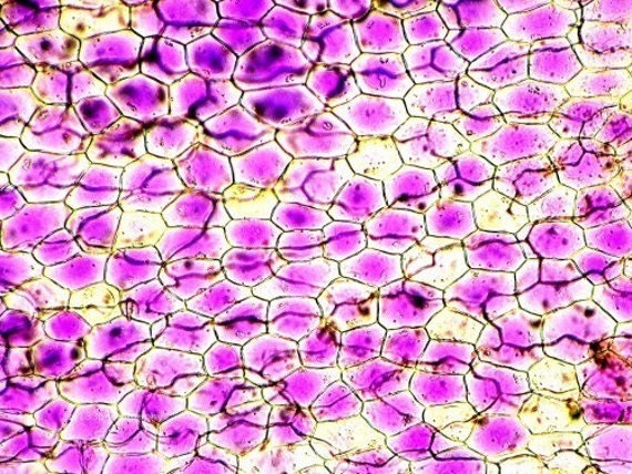Science Wall Decor, Plant Cells, Microscope Picture, Macro Photograph, Still Life,- 5x7 inch Print -Purple Pathway