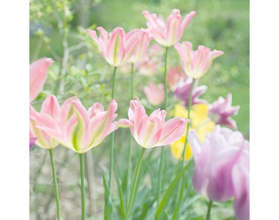 Tulip Garden  Photograph, Spring  Landscape,  Floral Art Print, Pink  Wall Decor, Flower Home Decor