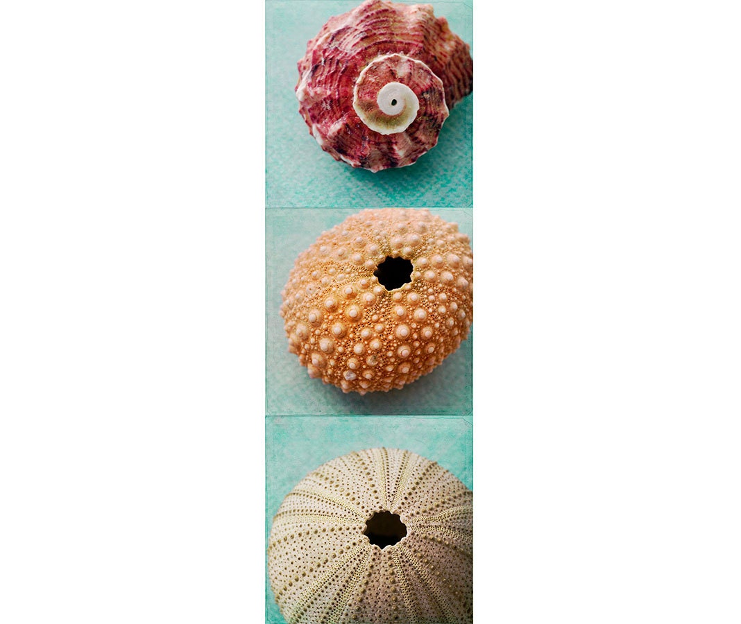 Three  Sea Shell  Photographs, Nautical Wall Decor,  Sea Urchin Still Life