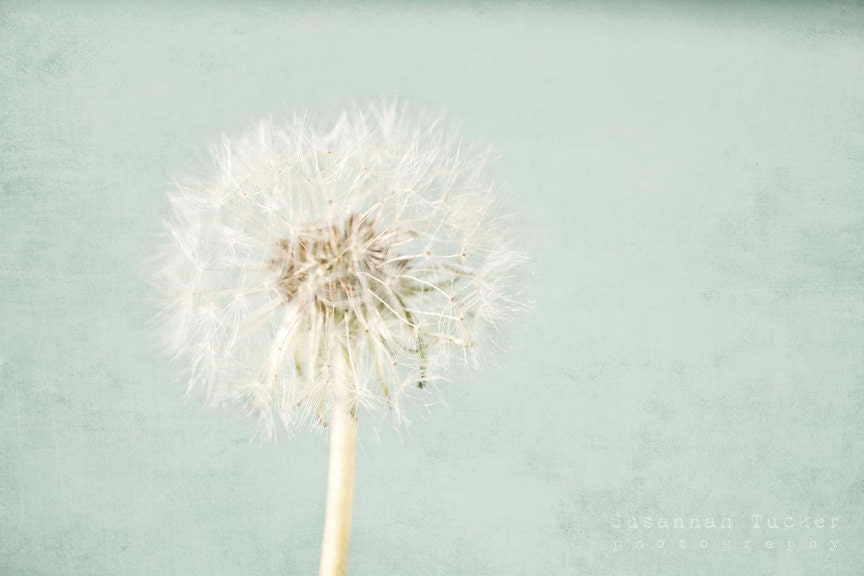 Pale Blue Wishes - 8x12 whimsical dandelion wish photograph - nursery, childrens decor, pale blue and white