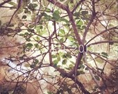 5x5 Fine Art Photograph - Smokebush -  Instagram photo