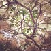 5x5 Fine Art Photograph - Smokebush -  Instagram photo