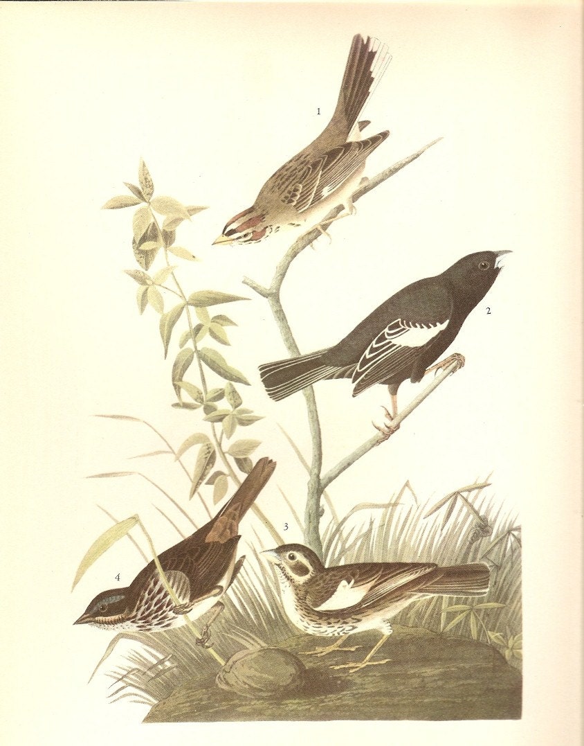 Old 1937 John James Audubon The Birds Of America Book Plate THREE FINCHES (390)