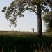 Lone Cow Under a Tree - Kentucky - 8x10 Signed Photograph, Kitchen Art
