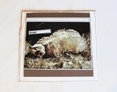 vicious badger - handmade card from vintage book page