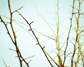 Nature photography - tree branches pale ice blue sky - ochre yellow minimalist nature art photograph  8x10 - Winter Pear