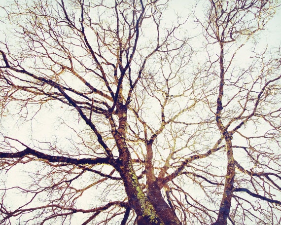 Nature photography - Tree photograph - white brown golden earthtones - taupe mocha rustic neutral wall art - Oak tree - 8x10 - "Winter Sun"