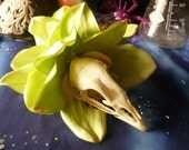 Large Green Bird Skull Orchid Hair Clip