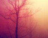 8x10 winter trees photograph silhouette dreamy haunted nature photography peach pink pastel fine art photo print