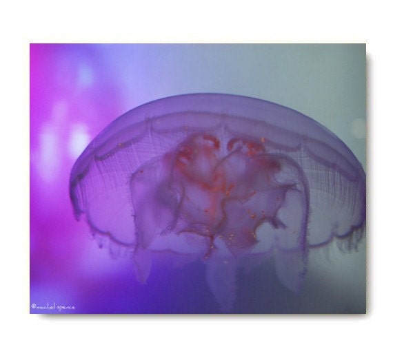 Pink Jellyfish 11X14 Photograph Natural History Ocean Print Sea Marine Jellyfish Purple Pink In The Sea Home Decor Beach Decor