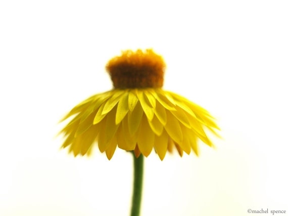 Yellow Flower Photograph 8X10 Flower Print... Photography Prints Nature Photography Nature Lover Woodland Scene Flower Botany Print