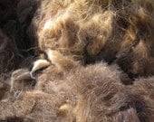 1 lbs 13 oz Raw Shetland Moorit Wool for Spinning or Felting  23