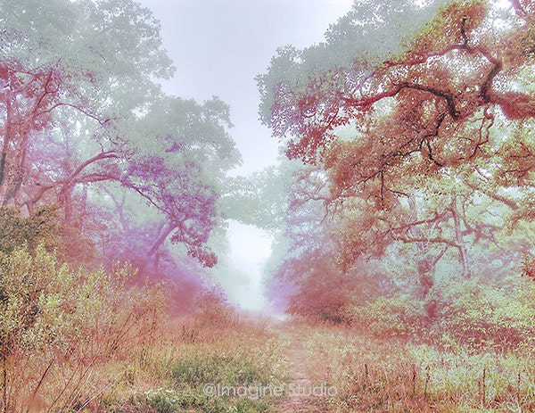 Landscape, Nature, Woodland,  Giclee Print, Photography, Fine Art Print, Trees, Home Decor, Wall Art