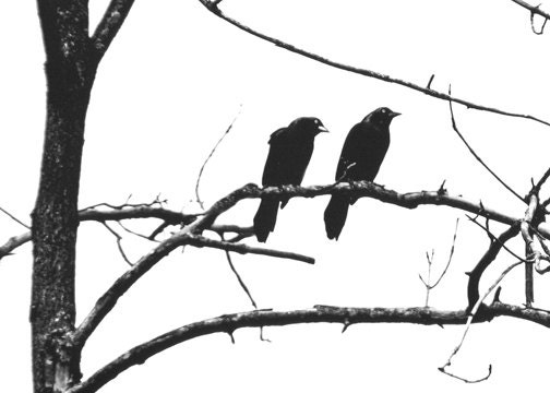 Black Birds In Tree Nature Black And White Monochromatic Photography Silhouette Print