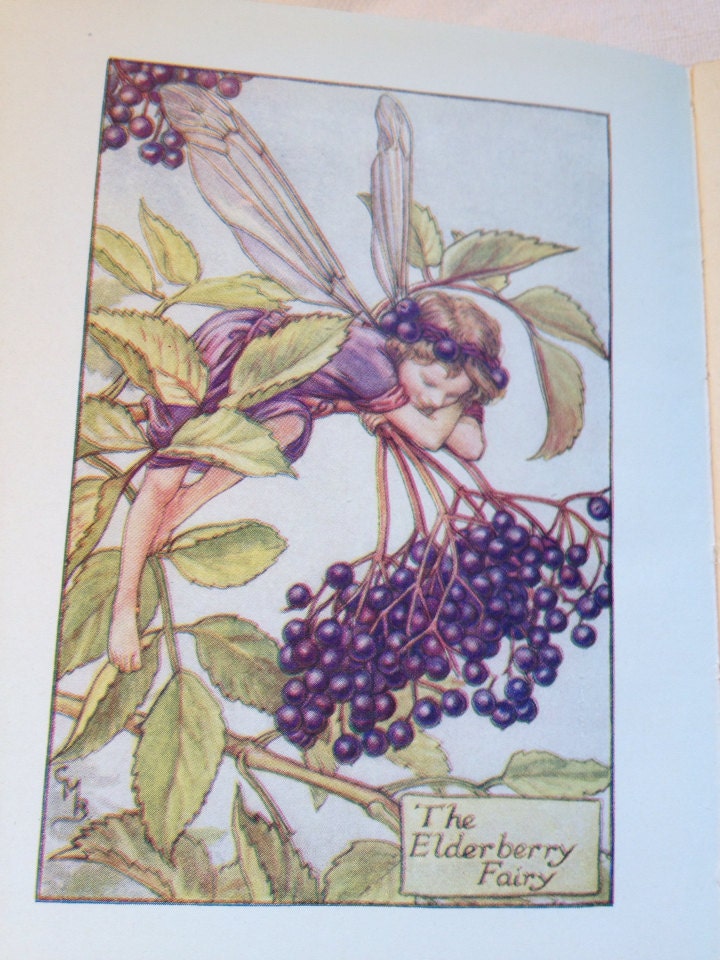 Flower fairies of the Autumn