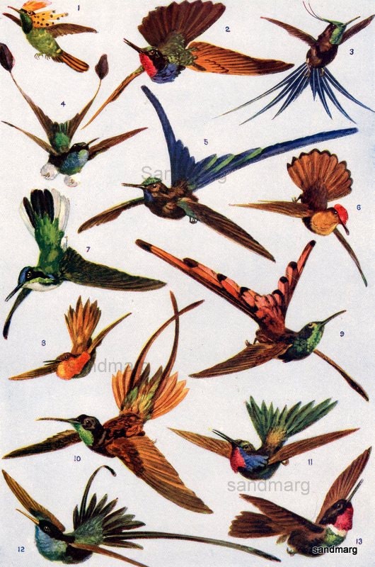Vintage Chart of Hummingbirds in Flight International Collection