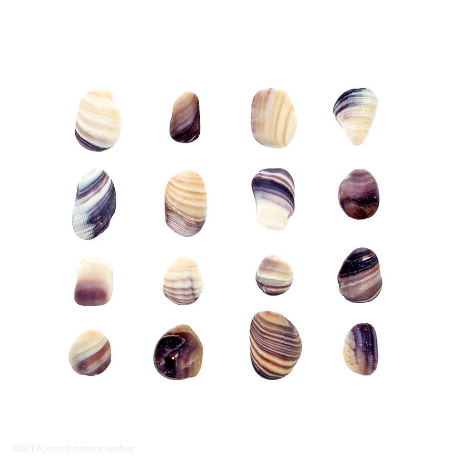 Weathered Quahog Shells - 8 x 8 photograph - purple striped clam shells
