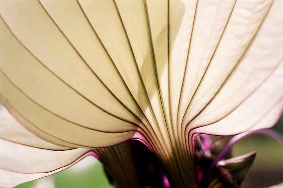 White Bat Flower Photo Greeting Card Blank - Fine Art Nature Photography - Note Card Flower - Notecard Photo
