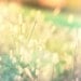 Summer grass photography, nature photo, home decor, teal and yellow golden sunlight meadow flower art 8x8 photograph