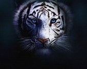 tiger art print, painting, wildlife art, white tiger, siberian tiger, zoo, nature, endangered