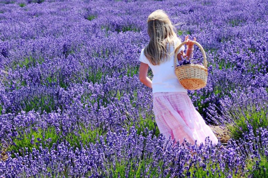 Farmhouse  Fresh - Lavender Linen Spray room spray with essentail oils