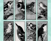 Printable Collage Sheet BLACK & WHITE BIRDS 1x2in Domino Tile Nature Illustrations - no. 0218