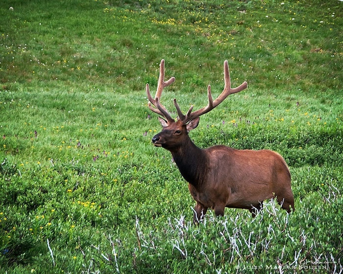Wildlife Photography -Elk -8x10 Print -Rocky Mountain National Park -Deer Photo -Fathers Day Gift -Colorado Fine Art Photography