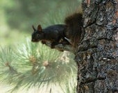 Black Squirrel Print -Wildlife Photography 5x5 Print -Woodland Creature -Woodland Nursery -Colorado Fine Art Photography