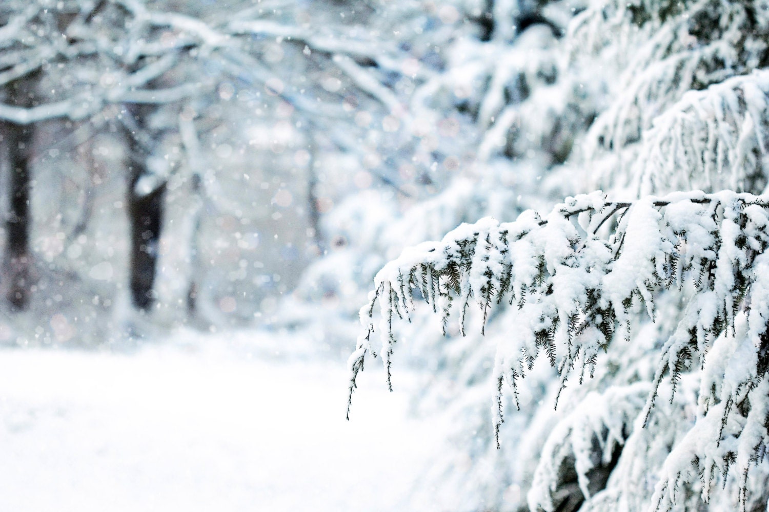 Winter Home Decor, snow, white, fur trees, Christmas Morning, fine art print 8x12