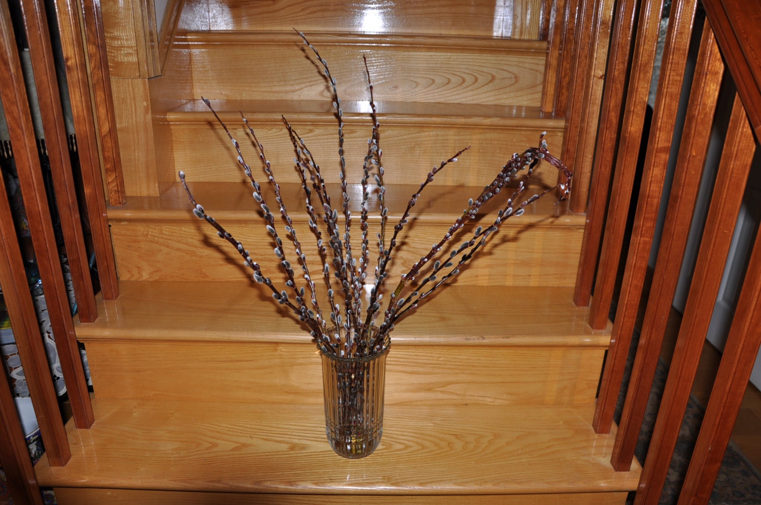 13 Pussy Willow Stems Bunch Fan Tail Willow over 24 Inches Long Freshly Cut Dramatic Spring Arrangements Baker's Dozen
